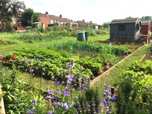The Canalside allotments